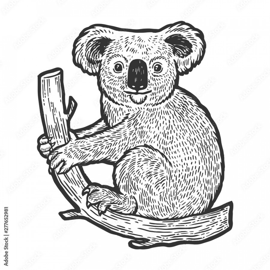 Koala bear animal on tree sketch engraving vector illustration