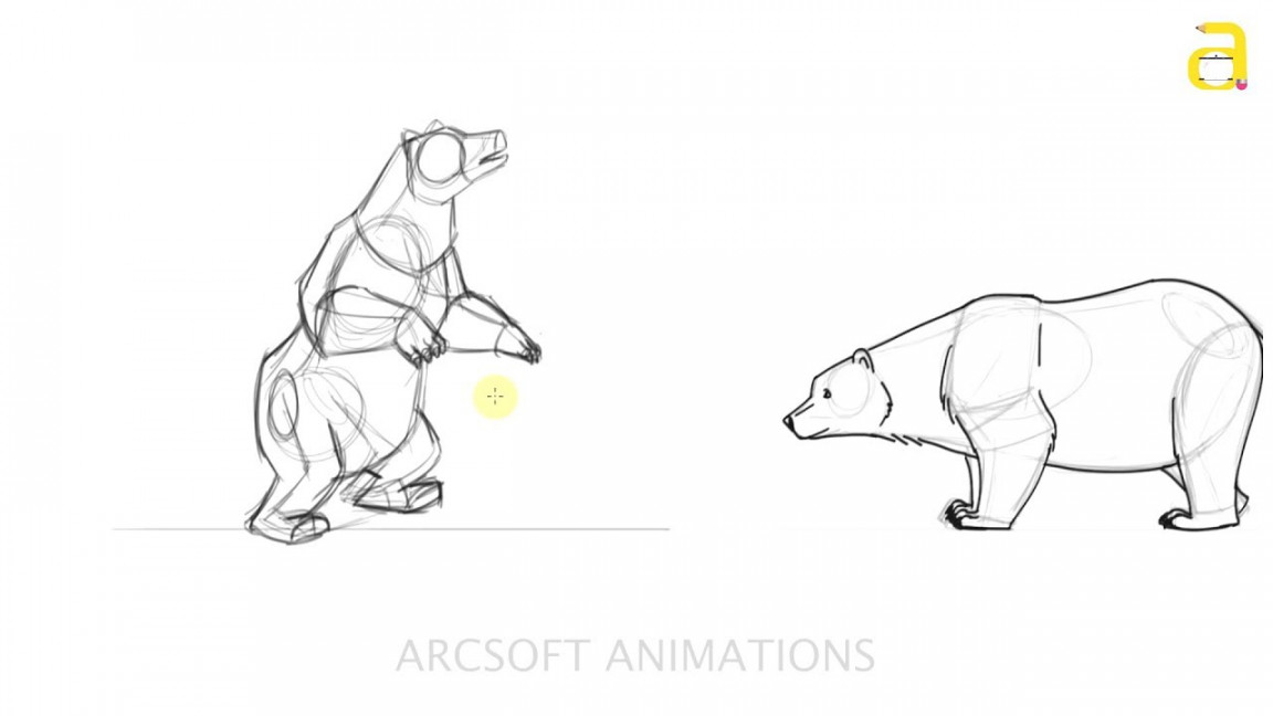 Learn Bear Anatomy drawings Bear Basic Sketches  animal anatomy tutorials