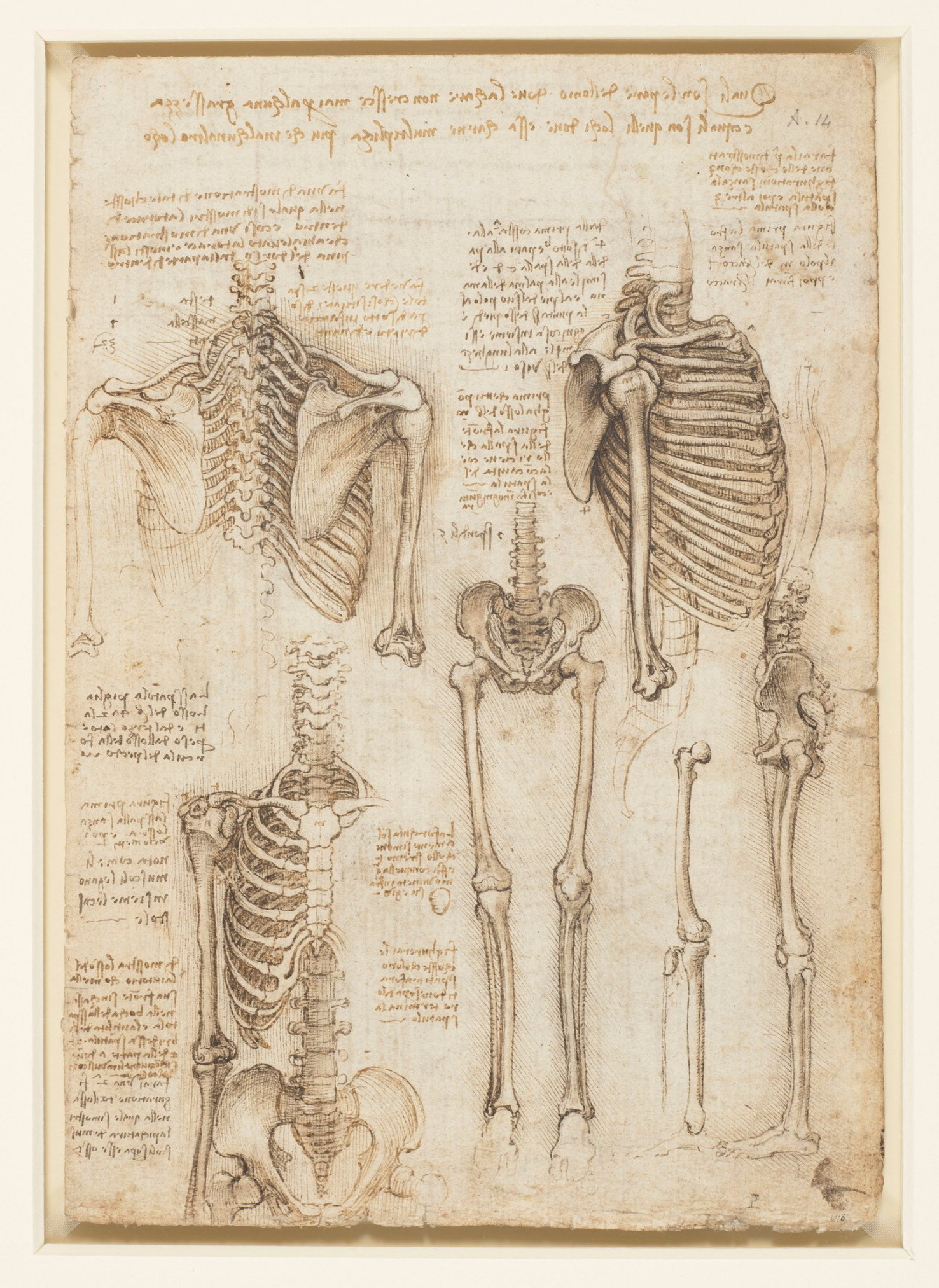 Leonardo da Vinci (-) - The skeleton (recto); The muscles