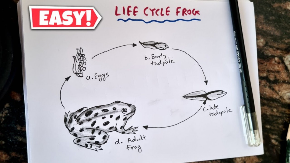 Life Cycle of Frog Diagram Drawing Class