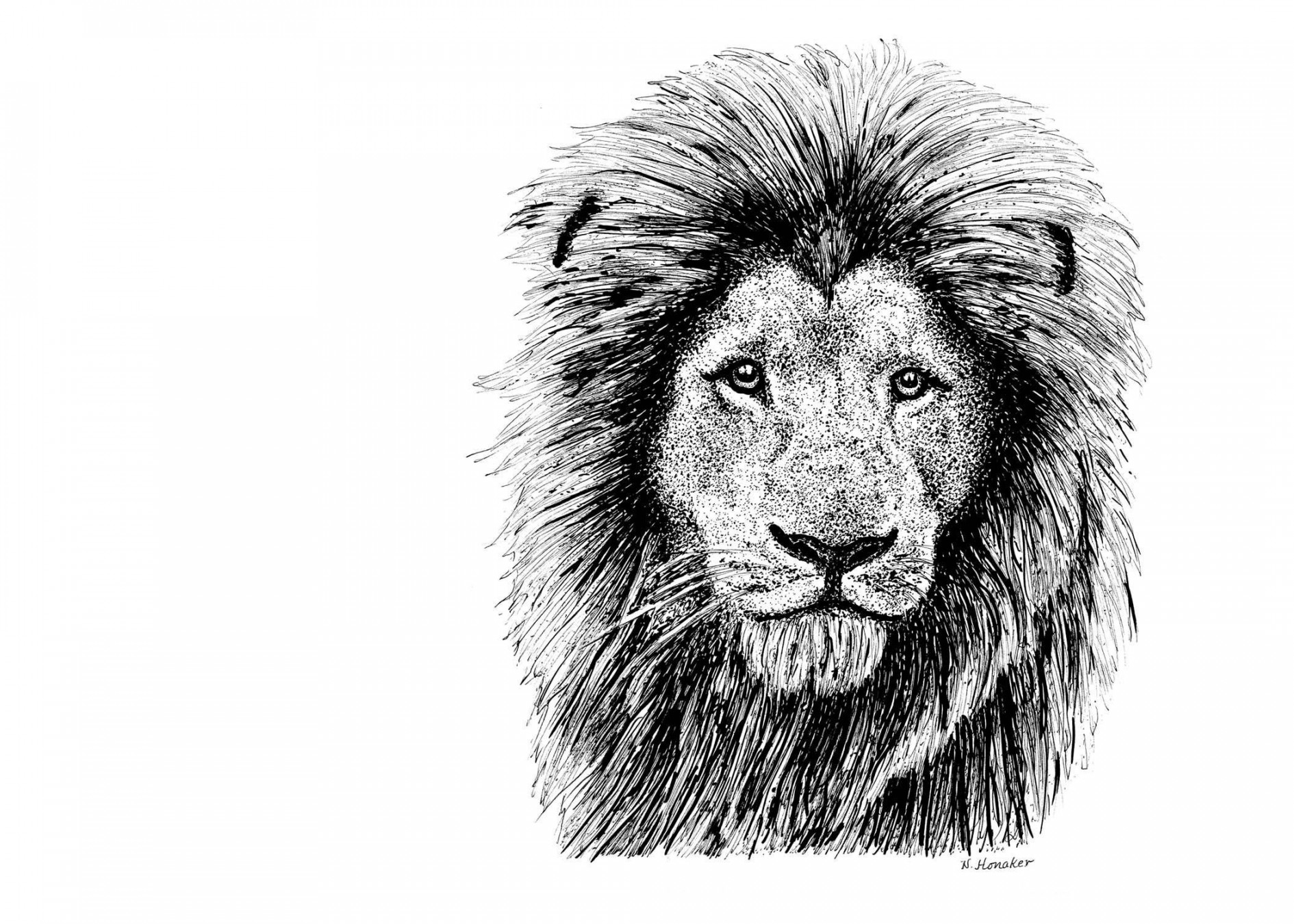 Lion Print From Original Pen and Ink Drawing Black and White - Etsy