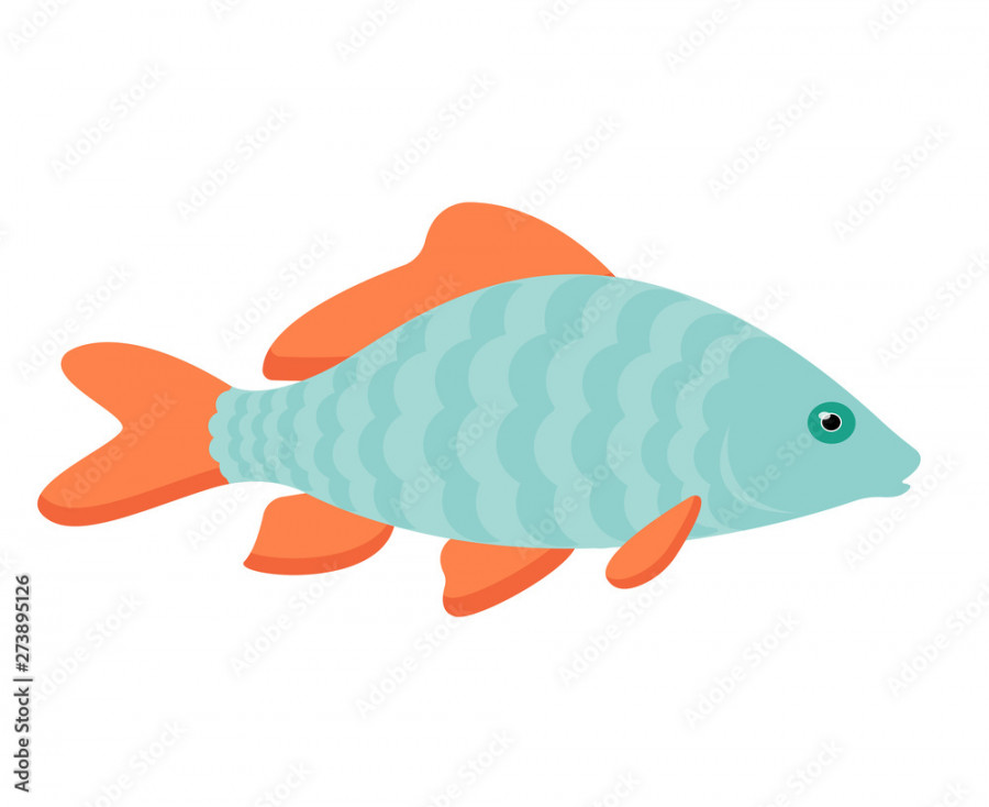 Little carp fish illustration