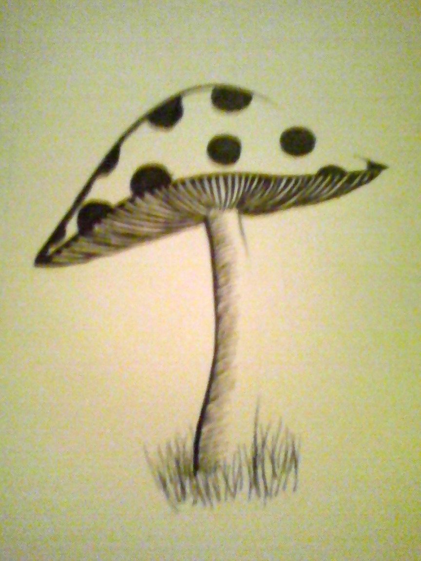 Mushroom Drawing by RYA on DeviantArt