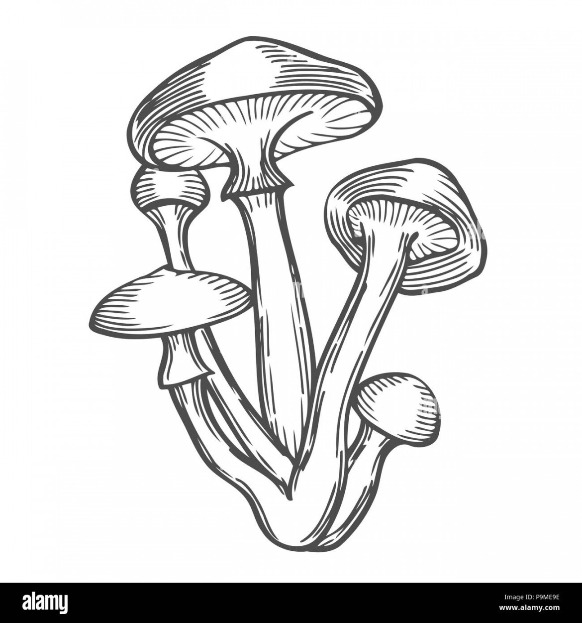 Mushrooms vector illustration