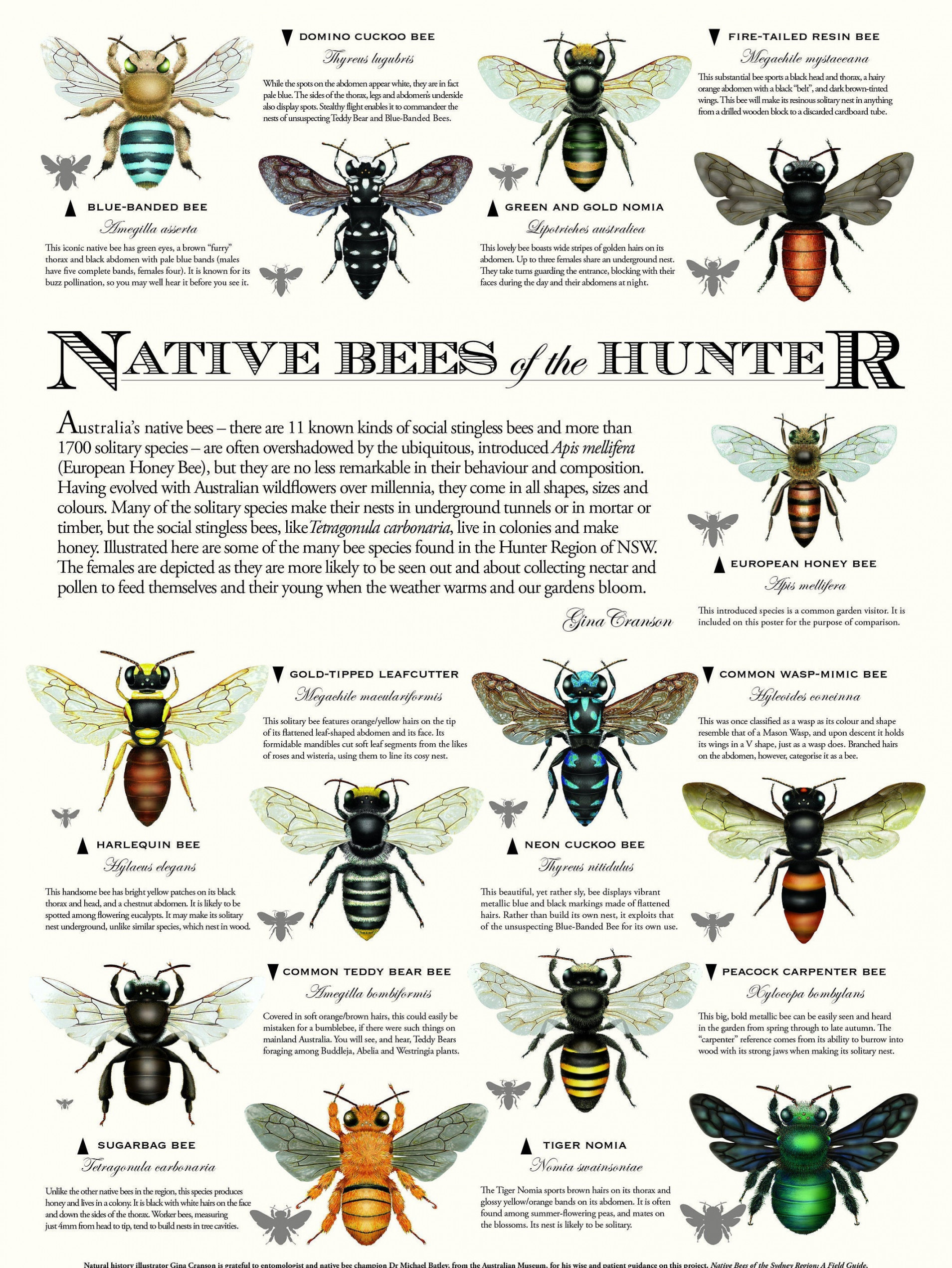 Native Bees of the Hunter poster