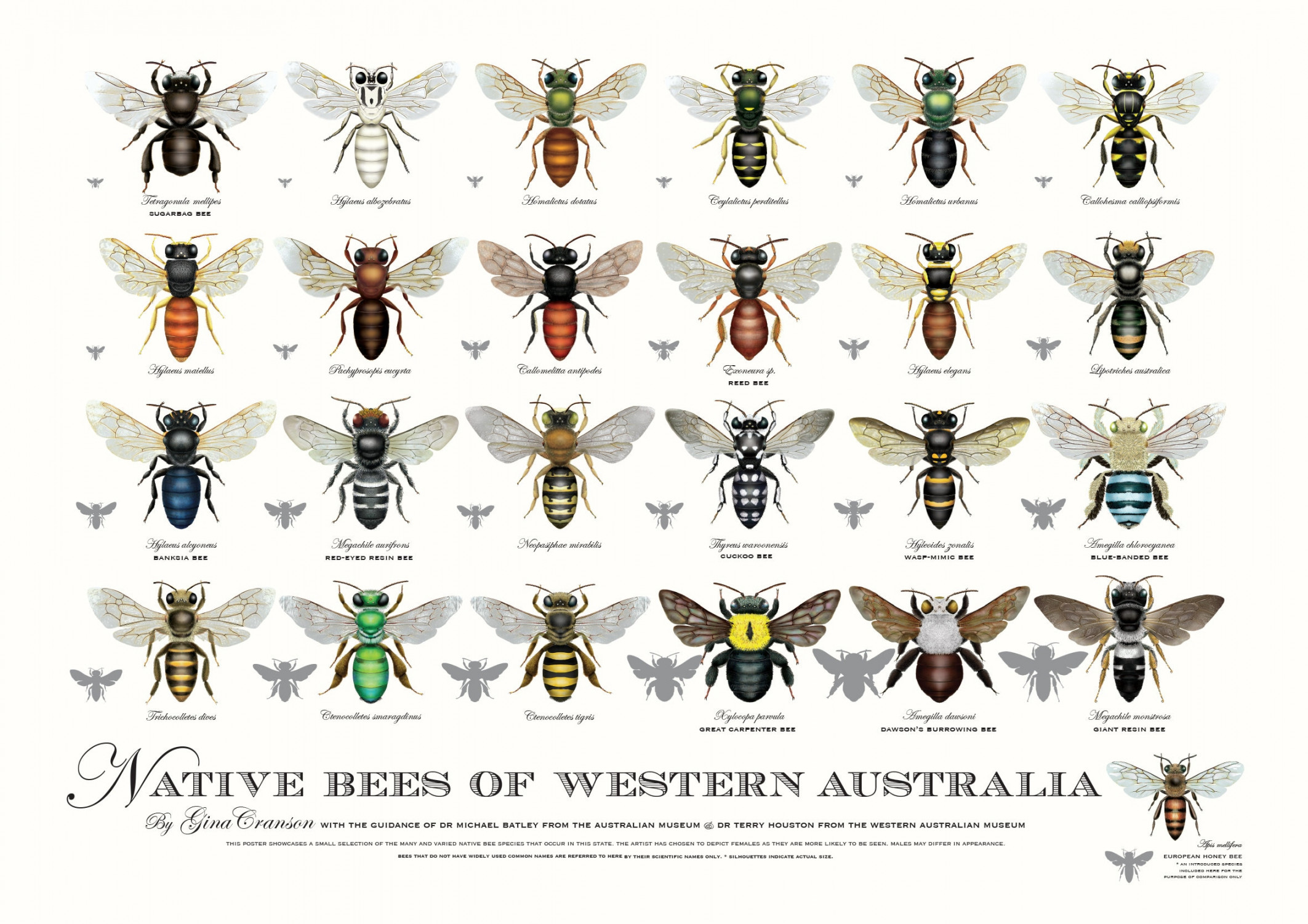 Native Bees of Western Australia poster