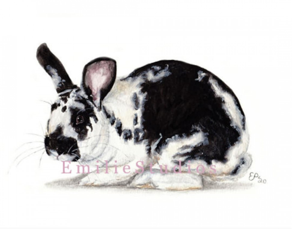 New Zealand Rabbit Watercolor Print - Etsy Israel