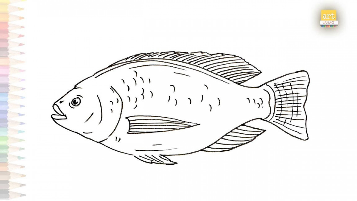 Nile tilapia fish drawing  Fish drawing tutorials  How to draw Nile  tilapia step by step