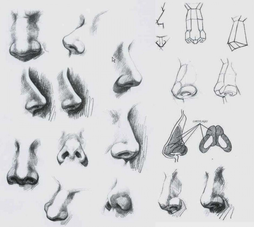 Nose Drawing Reference and Sketches for Artists