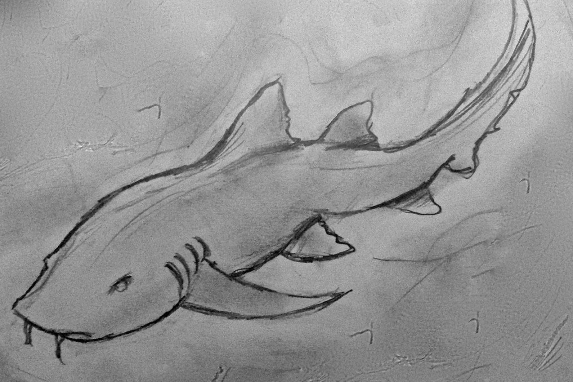 Nurse Shark # by BravoKrofski on DeviantArt