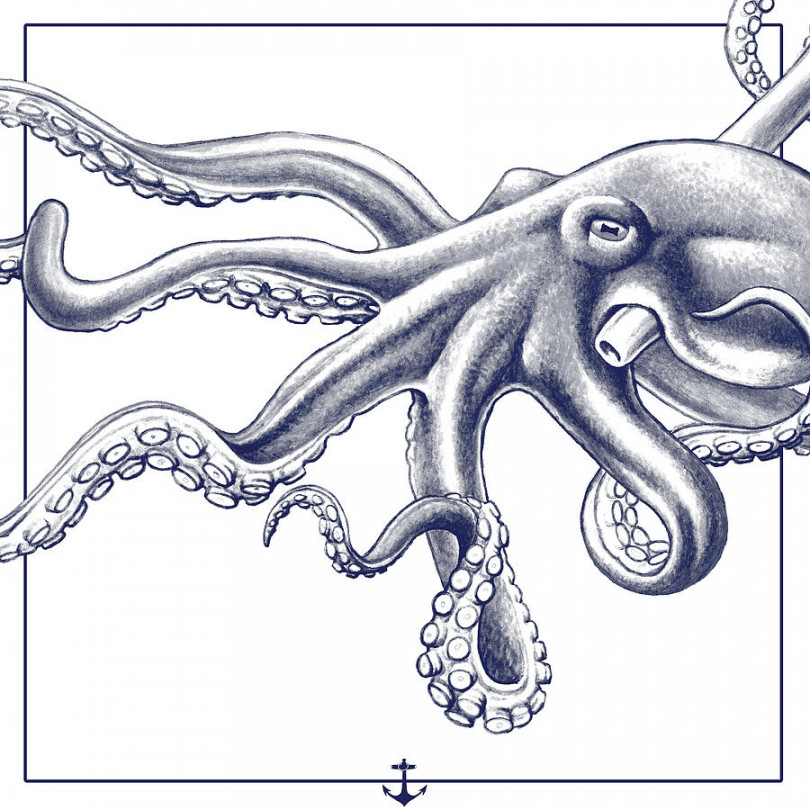 Octopus Drawing by Martin Williams - Fine Art America