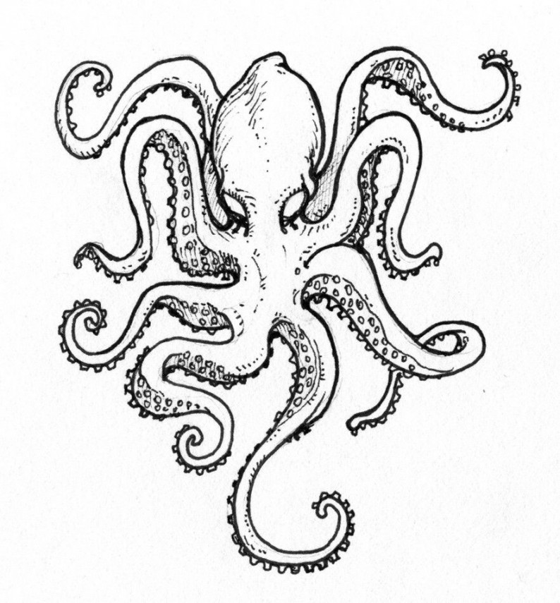 Octopus outline  Octopus drawing, Octopus tattoo design, Octopus