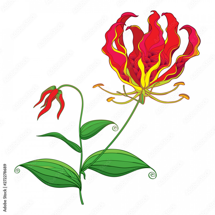 Outline Gloriosa superba or flame lily or glory lily, stem with