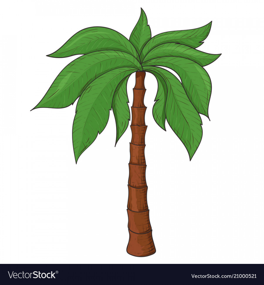 Palm tree colored sketch Royalty Free Vector Image