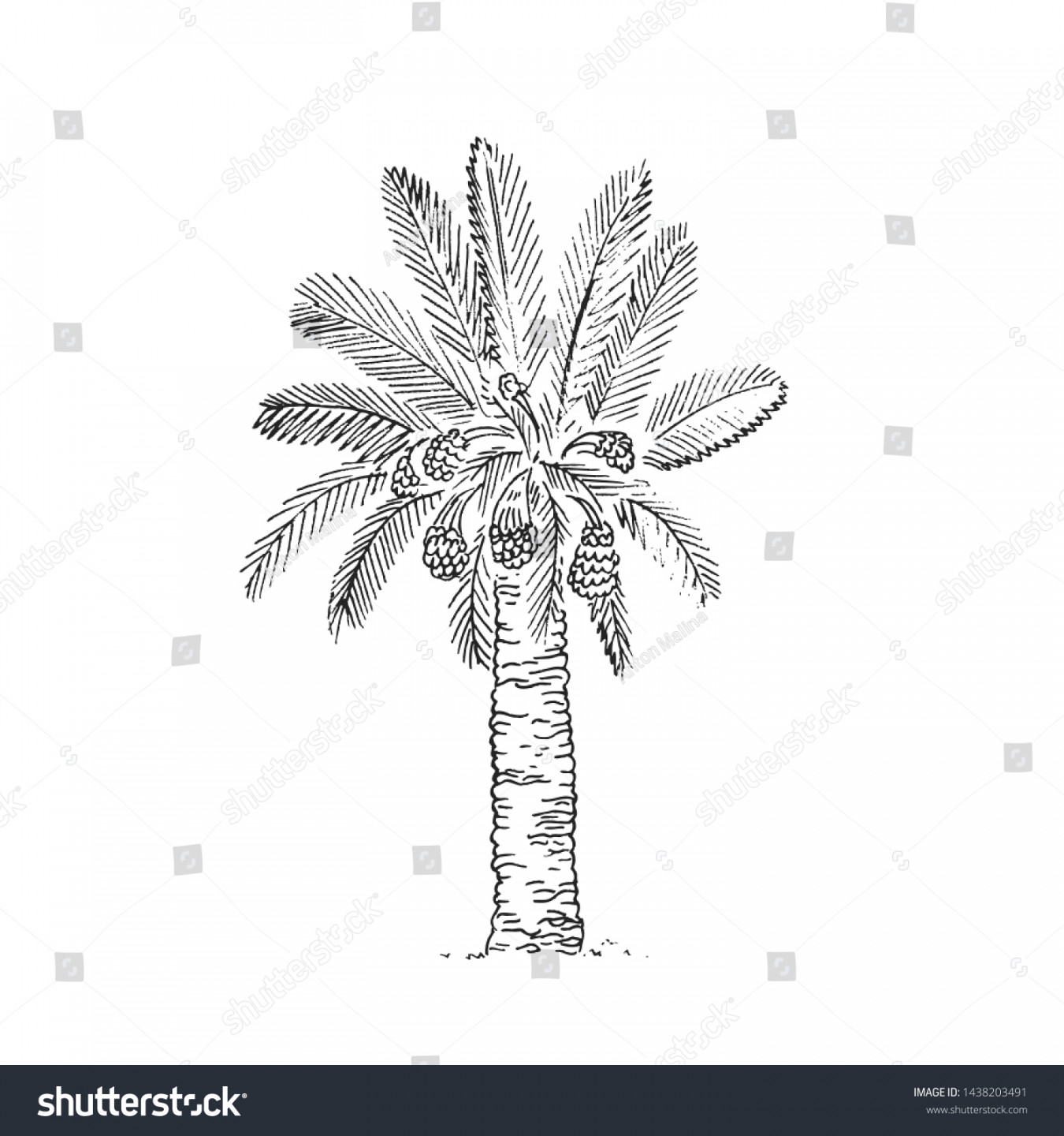 Palm Tree Icon Dubai Images, Stock Photos, D objects