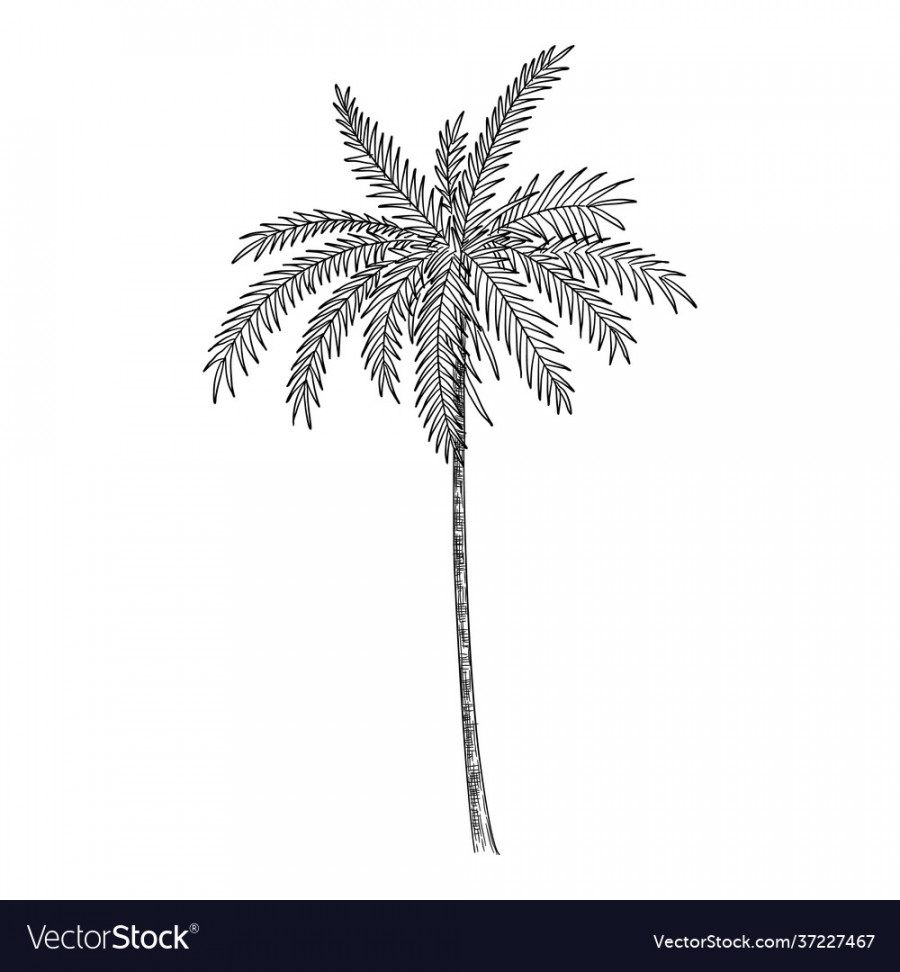 Palm tree icon hand drawn and outline style Vector Image