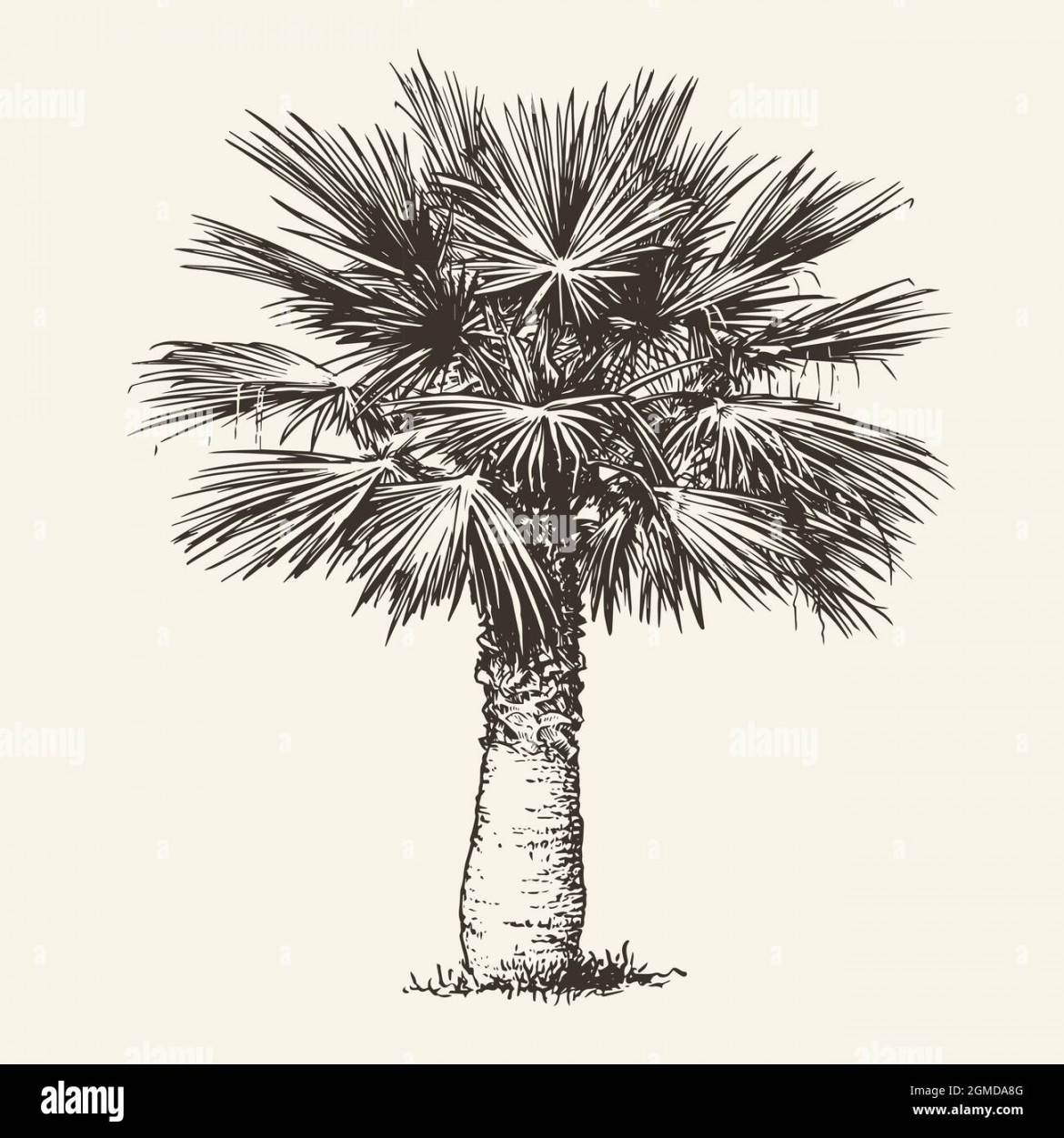 Palm tree, realistic drawing