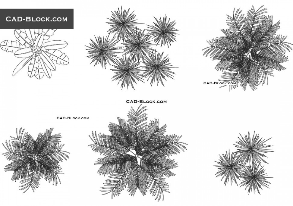 Palm Tree Top View CAD drawings