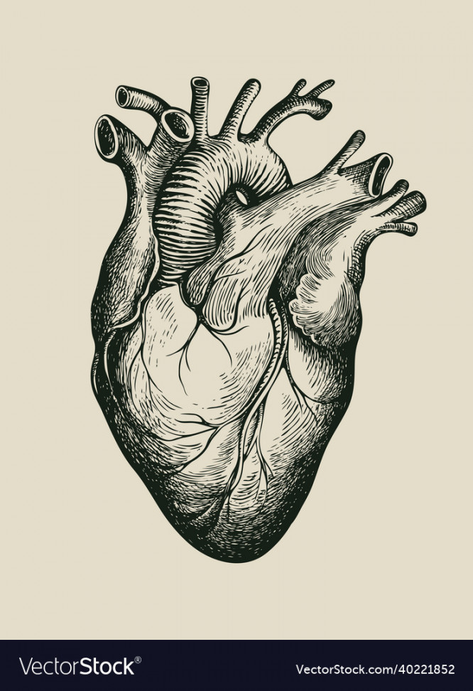 Pencil drawing of a human heart in retro style Vector Image