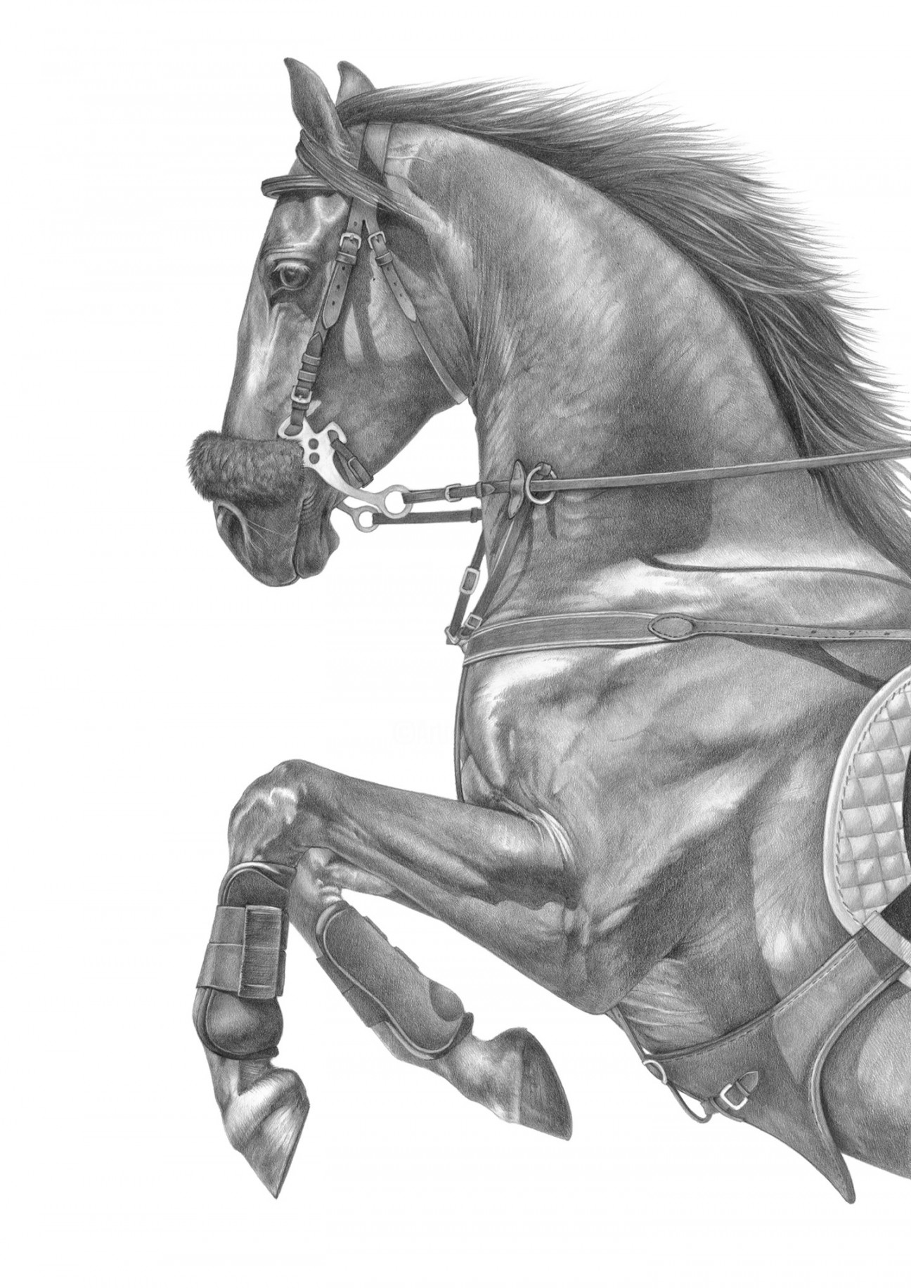 Pencil drawing of a jumping horse