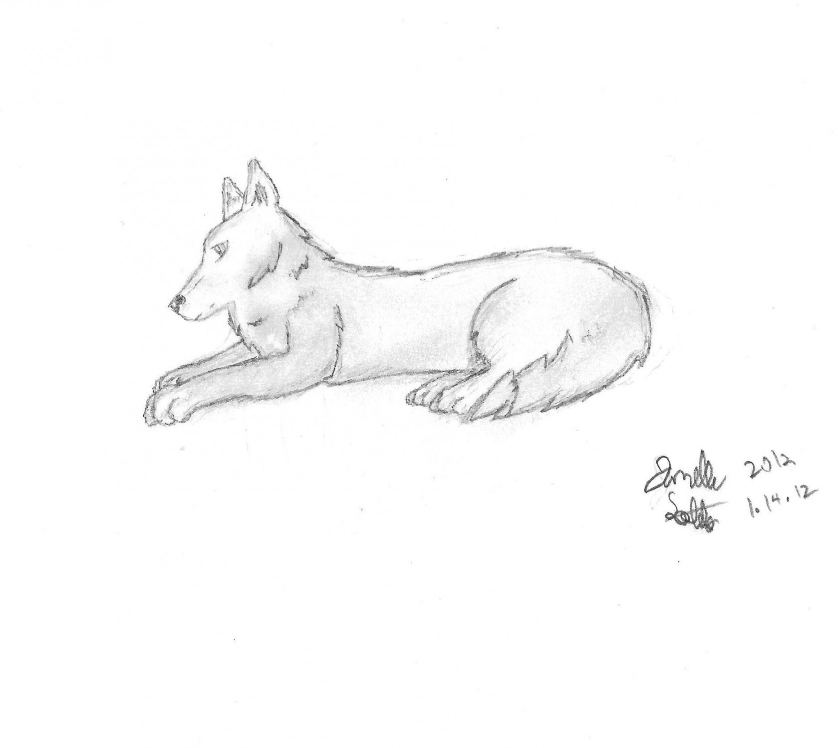 Pencil drawing of a Wolf lying down  Drawings, Wolf drawing