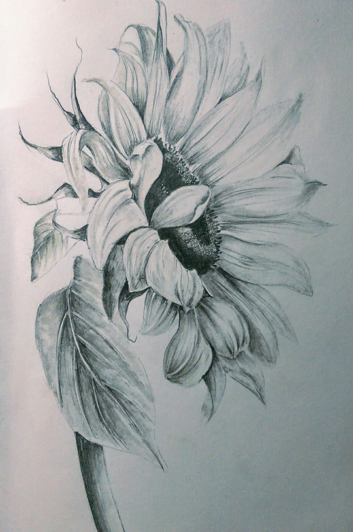 Pencils  Sunflower drawing, Realistic flower drawing, Pencil