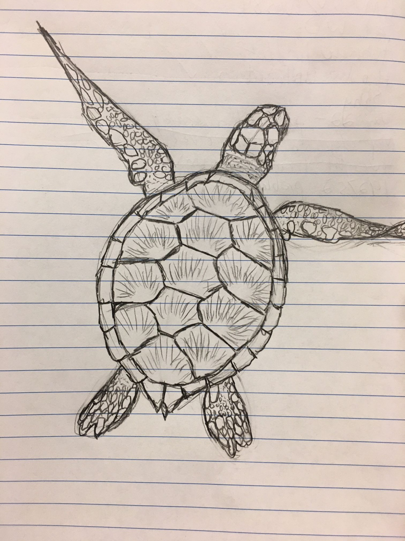 Pin by Avry Akers on art in 202  Turtle sketch, Turtle drawing