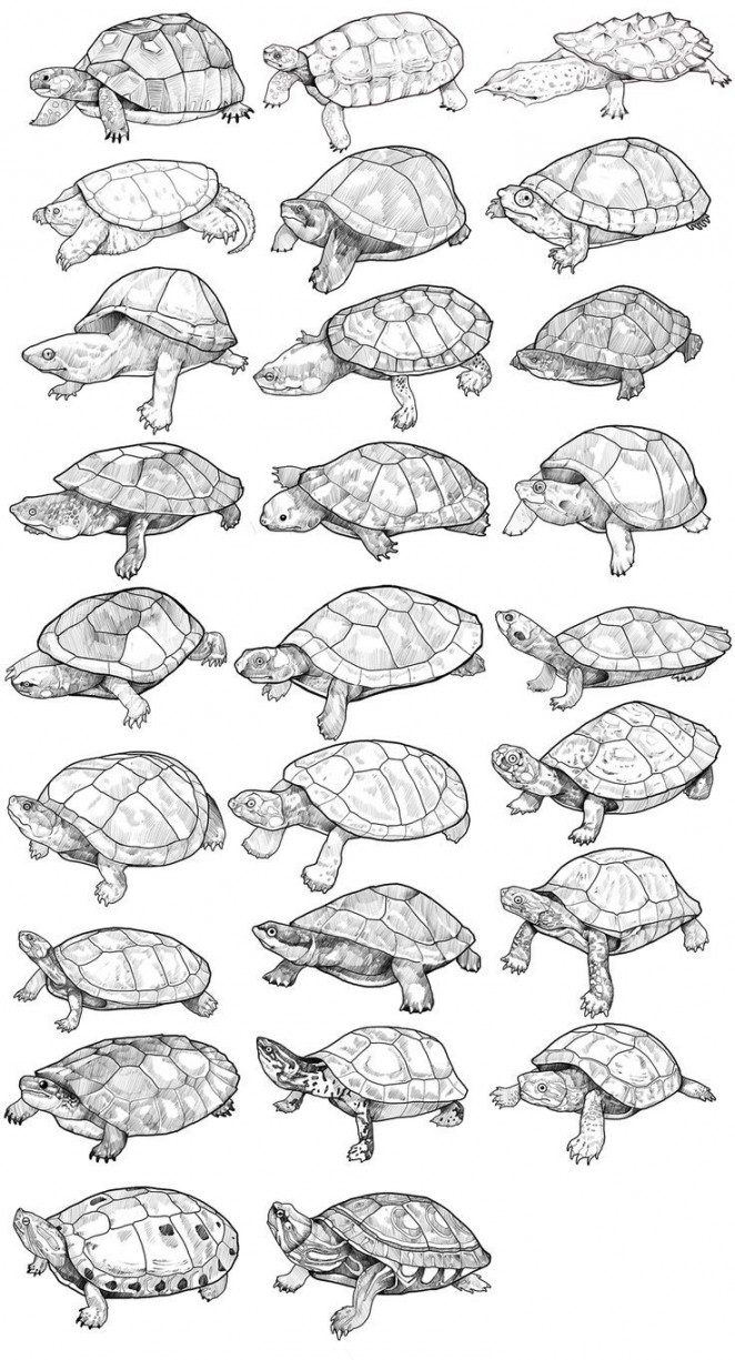 Pin by 昱愷 曾 on 動物  Animal drawings, Turtle drawing, Animal art