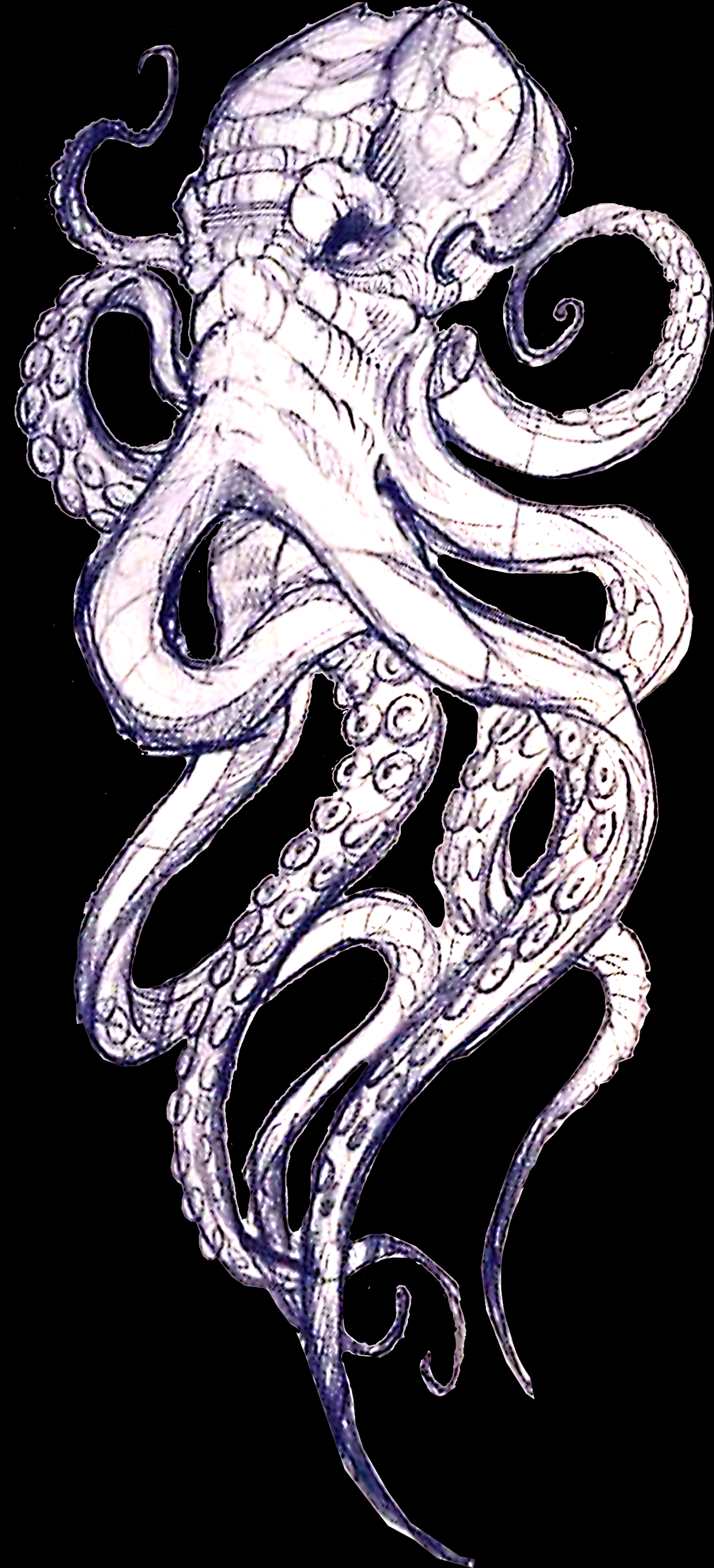 Pin by Sky on Tattoo styles in   Octopus tattoo design