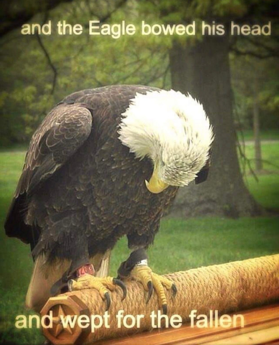 Pin by Tonya Beasley on PATRIOTIC  Bald eagle, Eagle, Eagles