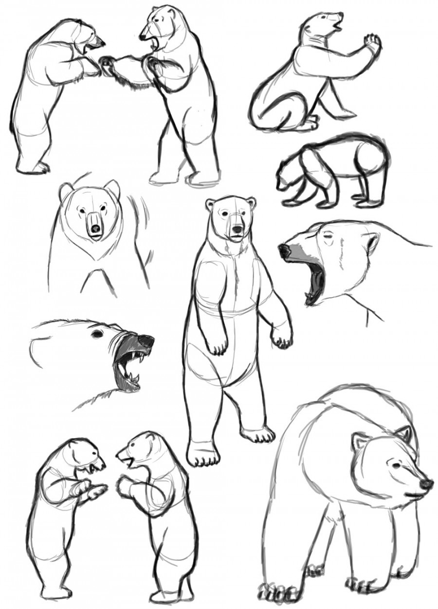 Polar Bears  Bear sketch, Bear art, Polar bear drawing