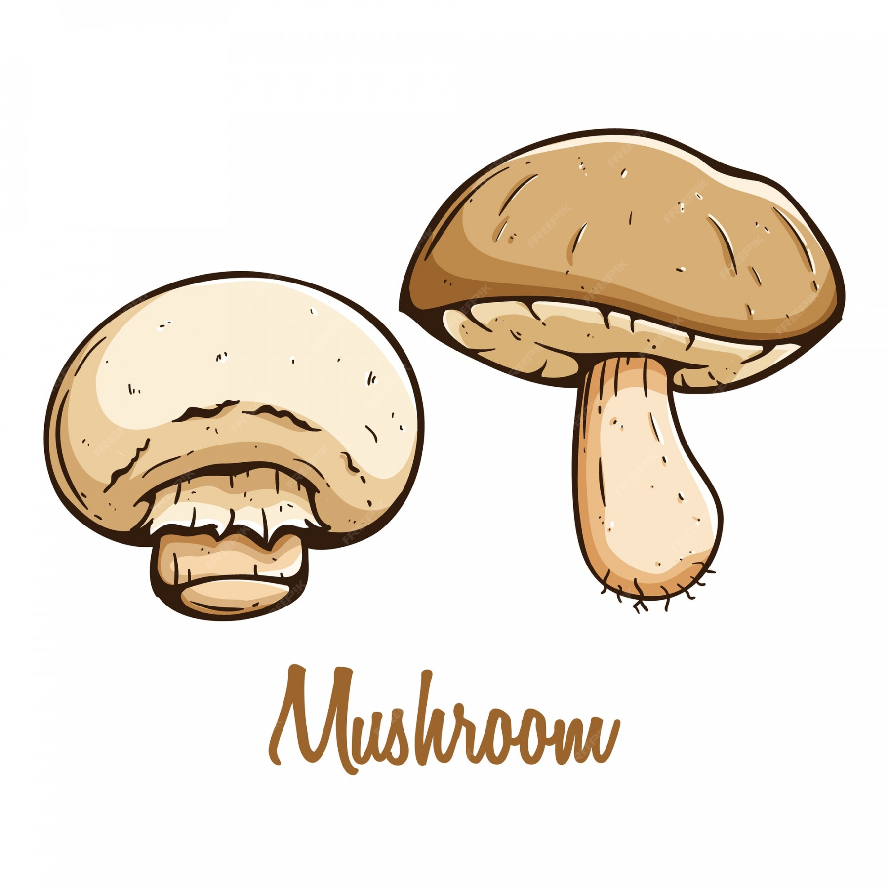 Premium Vector  Mushroom vegetable in colored hand drawn with