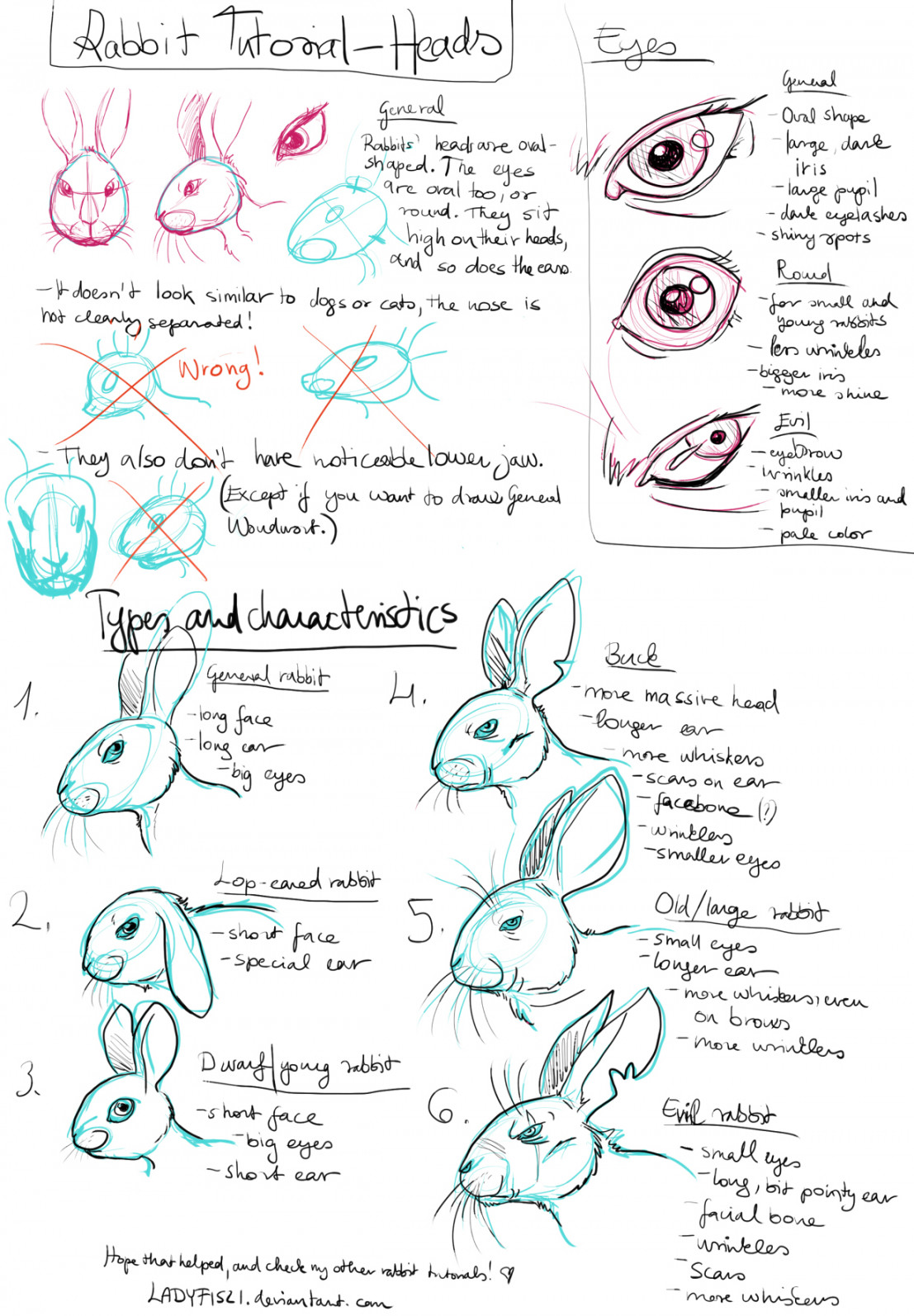 Rabbit Drawing tutorial pt - Characteristics by LadyFiszi on