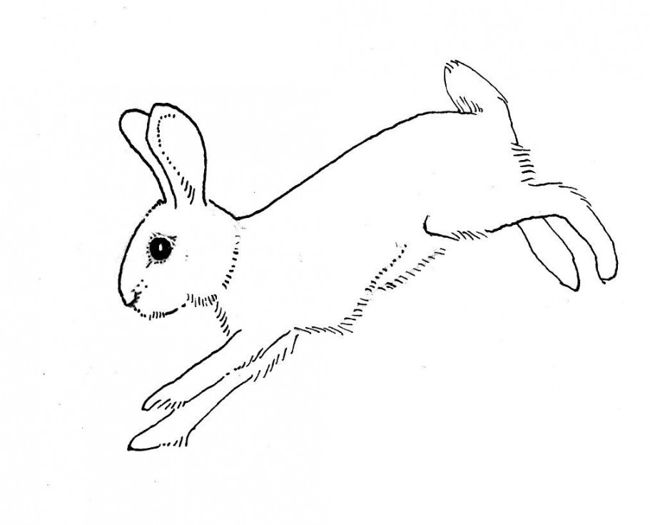 rabbit outline running  Bunny drawing, Rabbit drawing, Bunny images