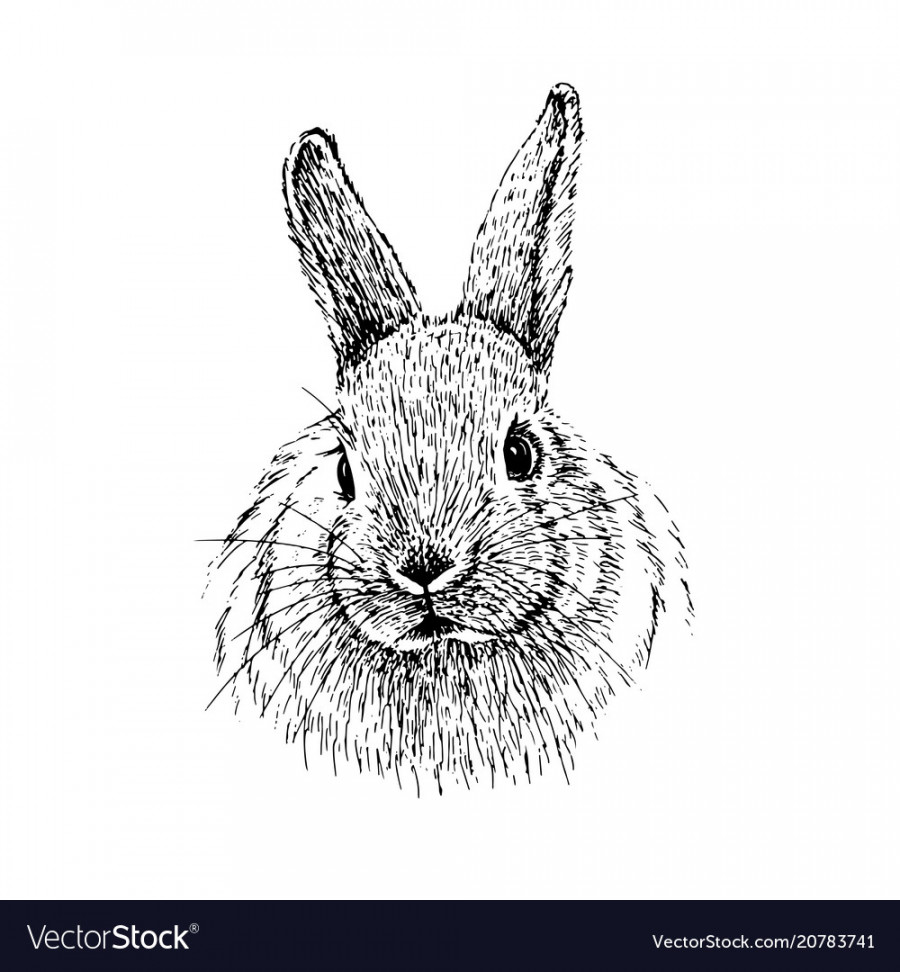 Rabbit sketch hand drawn Royalty Free Vector Image