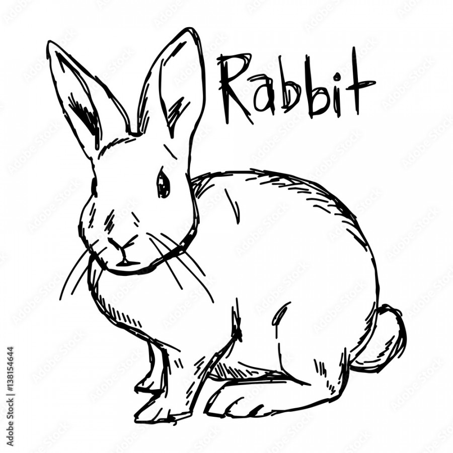 rabbit - vector illustration sketch hand drawn with black lines