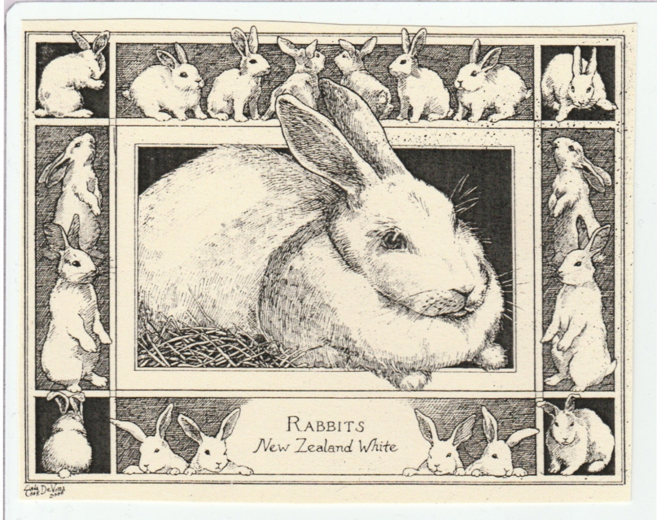 Rabbits-This -pack of blank, ivory cards with matching envelopes features  a pen-and-ink drawing by LC DeVona of a domestic rabbit.