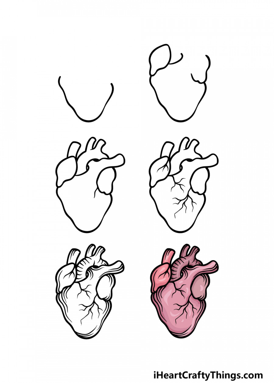 Realistic Heart Drawing - How To Draw A Realistic Heart Step By Step