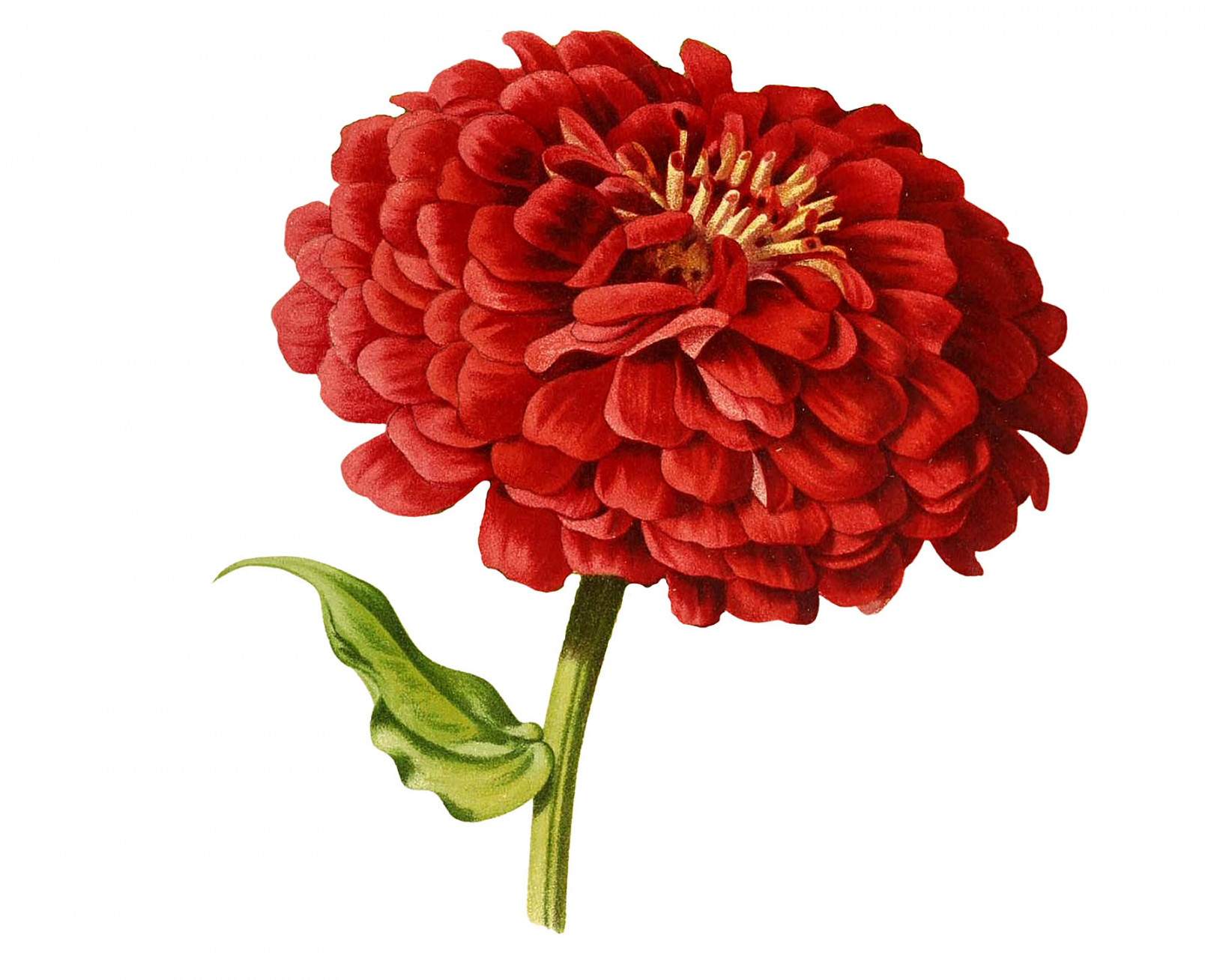 Red Flower Drawings! - The Graphics Fairy