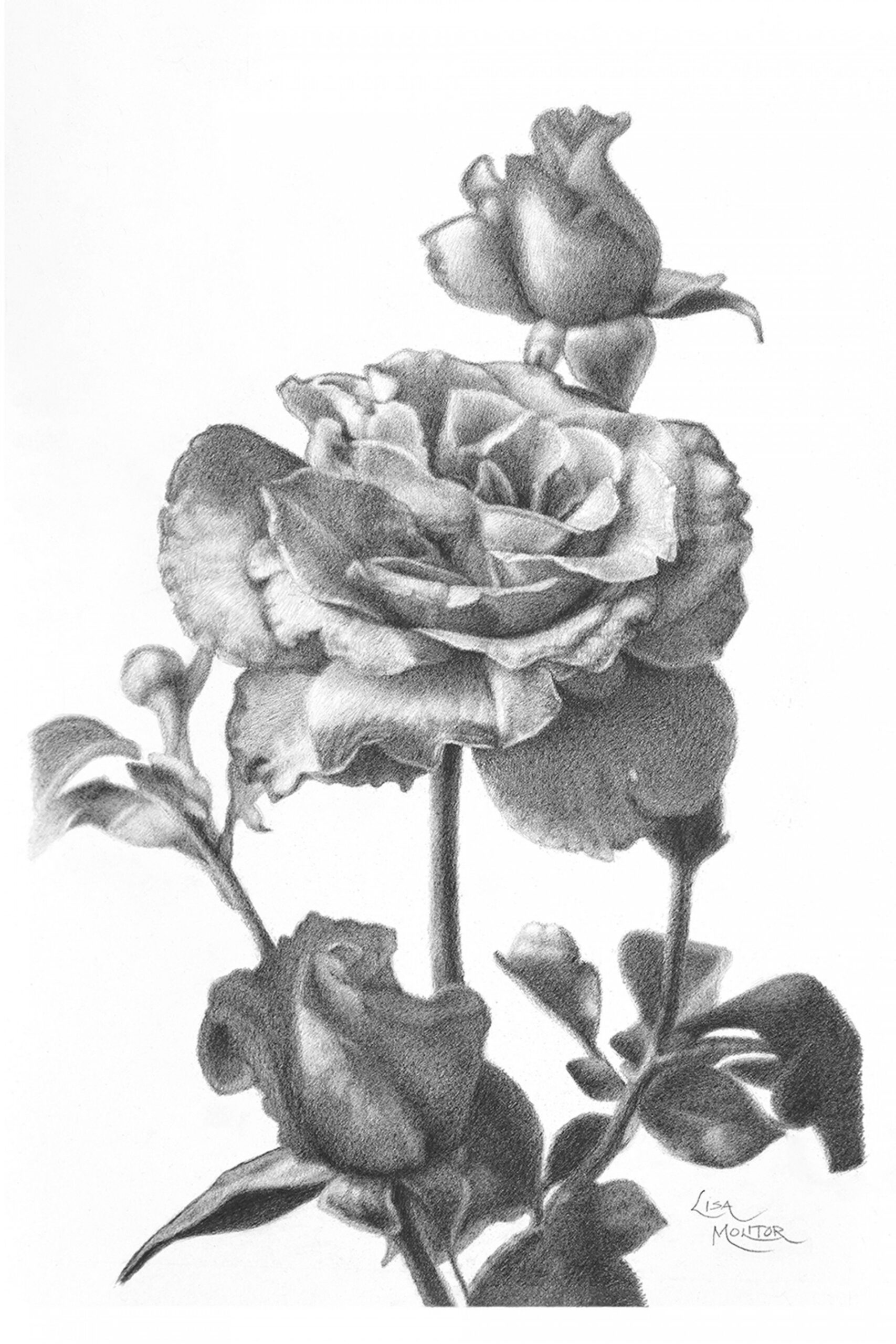 Rose Drawing Rose Art Print Rose Pencil Drawing Flower - Etsy