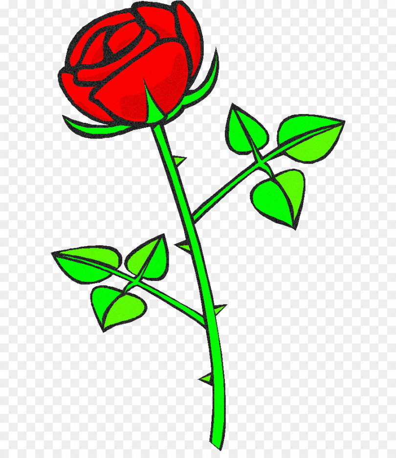 Rose Flower Drawing png download -  - Free Transparent