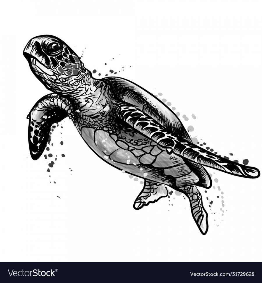 Sea turtle black and white drawing Royalty Free Vector Image
