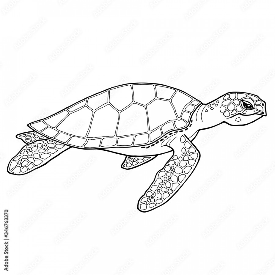 Sea turtle. Black and white image with a black outline