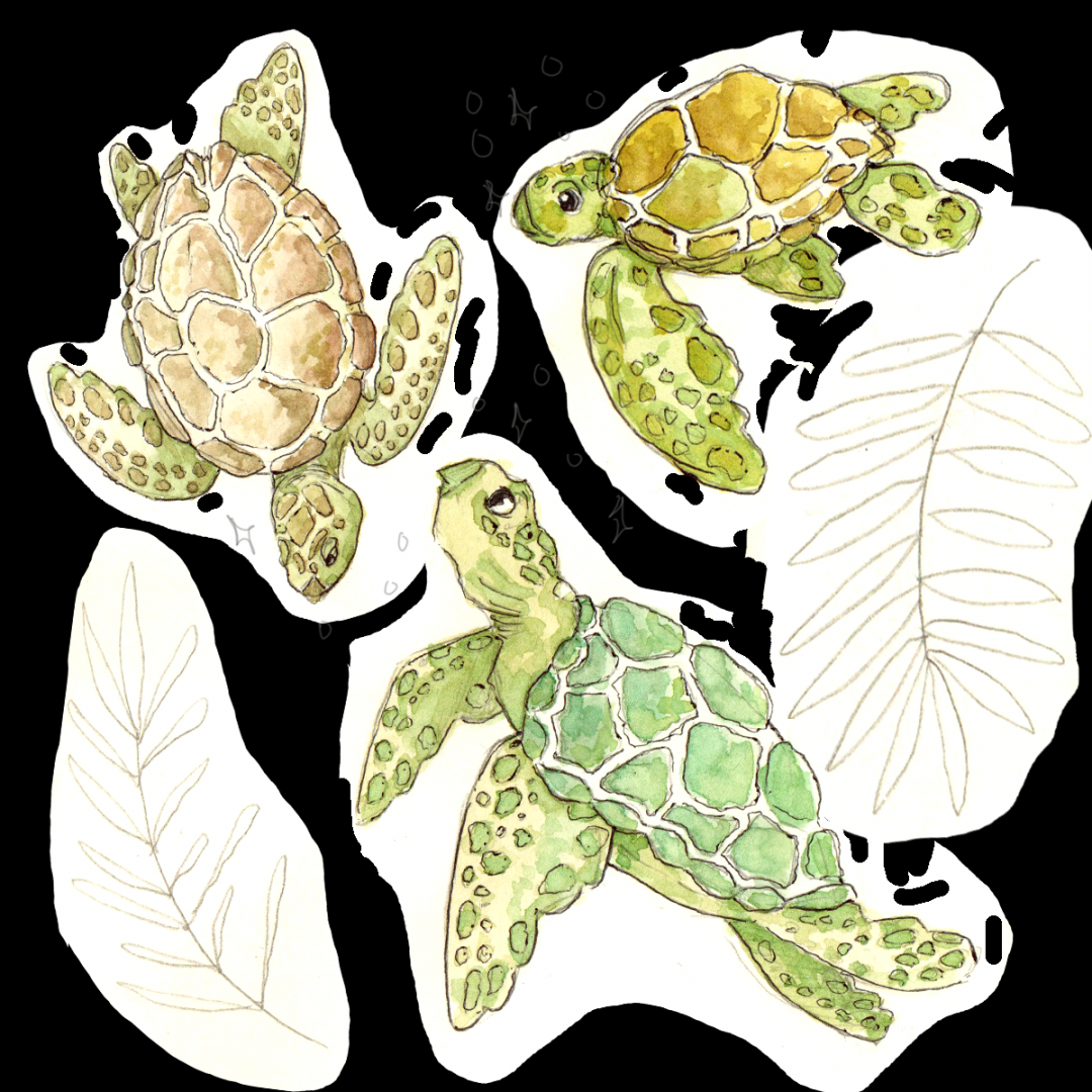 sea turtles" Sticker for Sale by Joana Mendes  Turtle drawing