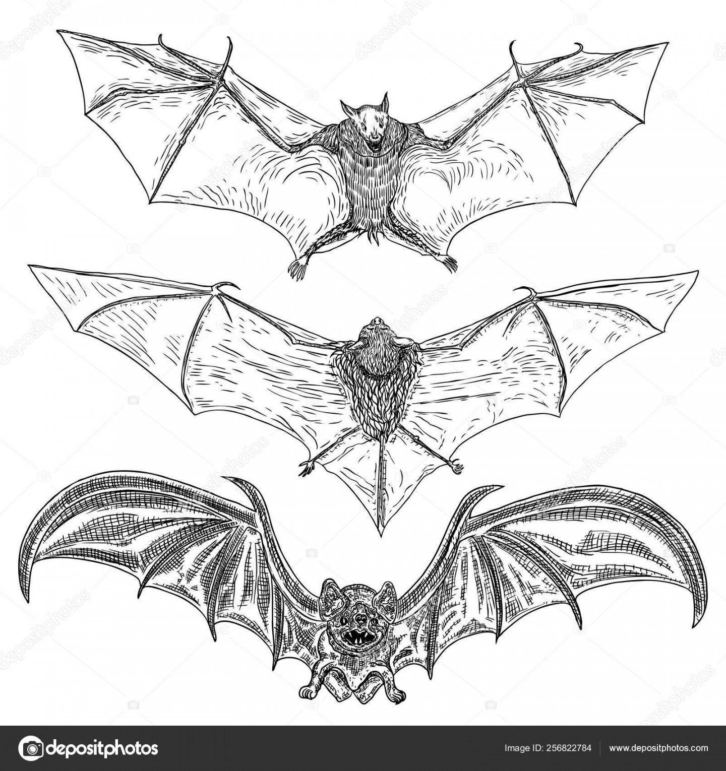 Set of bats with open wings drawing