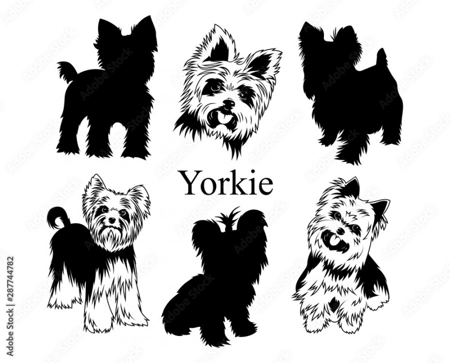 Set of yorkies. Collection of pedigree dogs