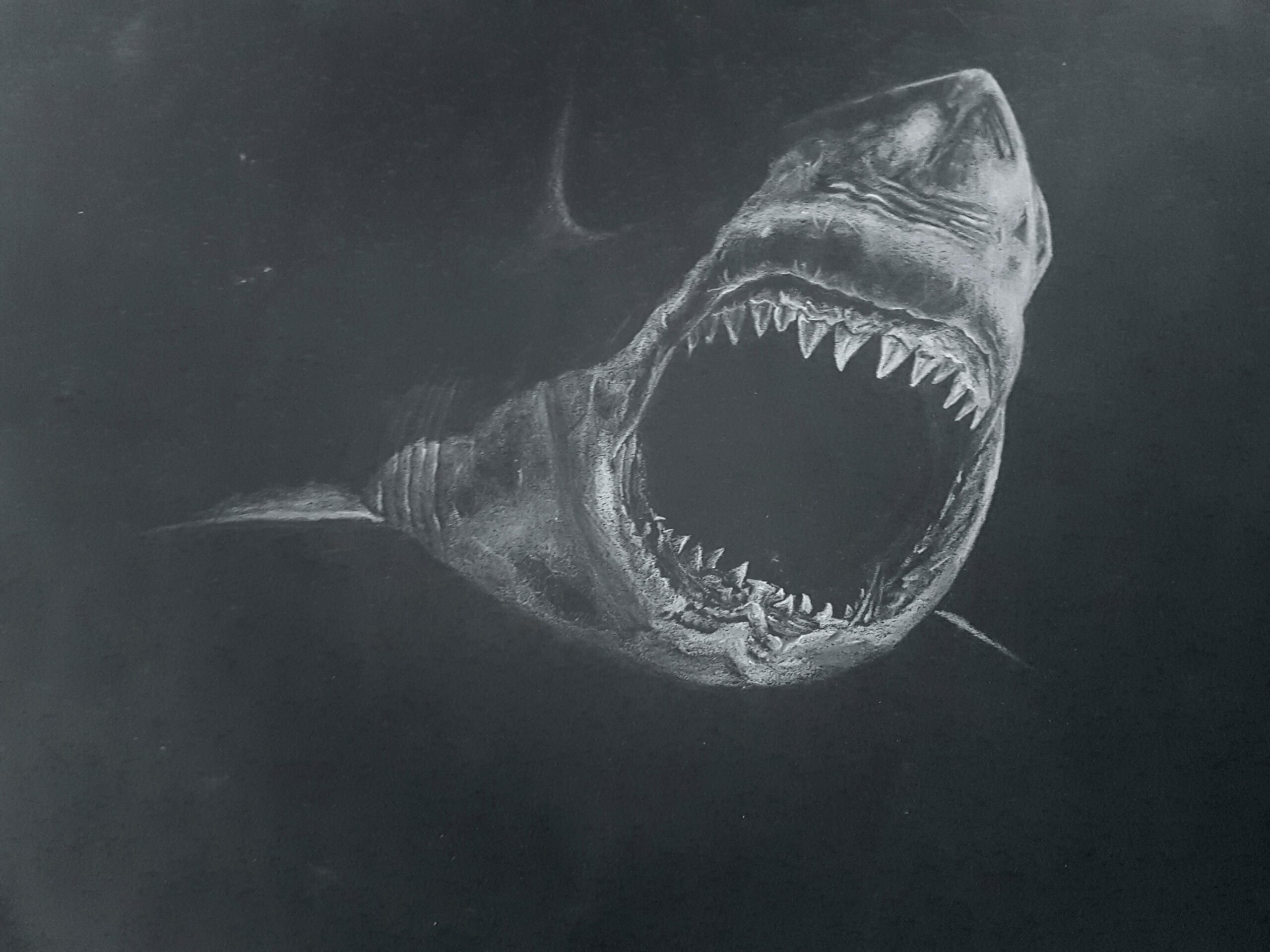 Shark white pencils black paper  [X]  Black paper