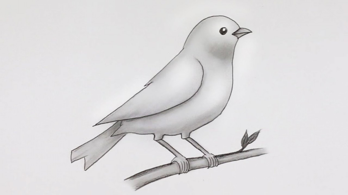 Simple Bird Drawing  Easy Pencil Sketch and Shading #drawing