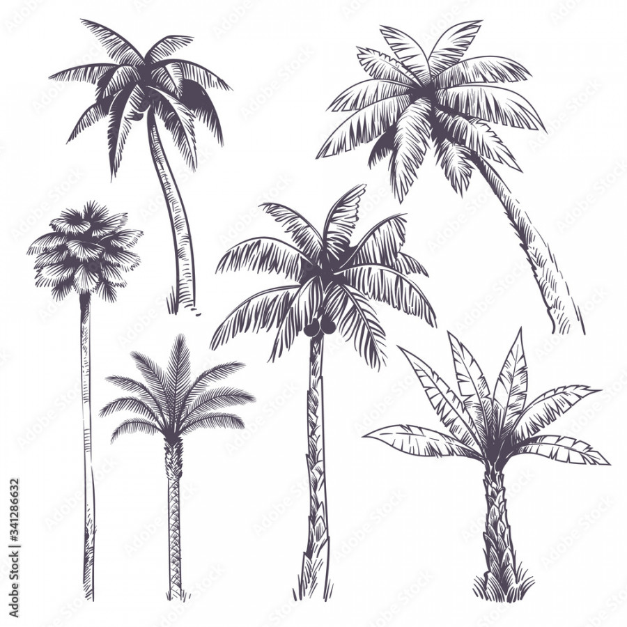 Sketch palm tree