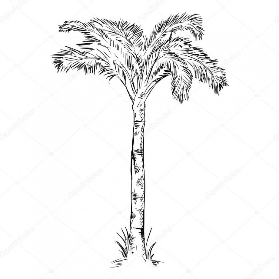 Sketch Palm Tree Stock Vector by ©nikiteev